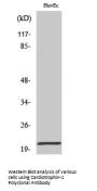 Cardiotrophin-1 Antibody