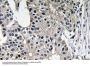 Caspase-7 Antibody
