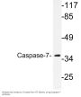 Caspase-7 Antibody
