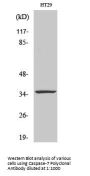 Caspase-7 Antibody