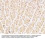 Caspase-7 Antibody