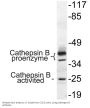 Cathepsin B Antibody