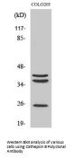 Cathepsin B Antibody