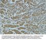 Cathepsin B Antibody