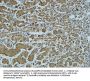 Cathepsin B Antibody