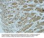Cathepsin B Antibody