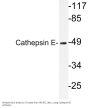 Cathepsin E Antibody