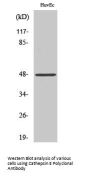 Cathepsin E Antibody