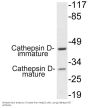 Cathepsin D Antibody