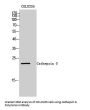 Cathepsin G Antibody