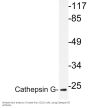 Cathepsin G Antibody