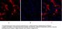 CD284 Antibody