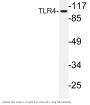 CD284 Antibody