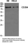 CD284 Antibody