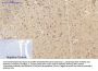 CD284 Antibody