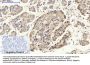 CD284 Antibody