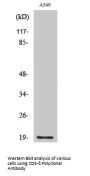 CD3-δ Antibody
