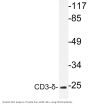 CD3-δ Antibody