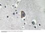 CD3-ε Antibody