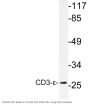 CD3-ε Antibody