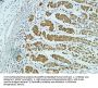 CD57 Antibody