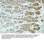 CD57 Antibody