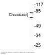 Choactase Antibody