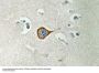 CNPase Antibody