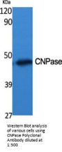 CNPase Antibody