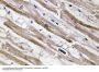 Cytokeratin 13 Antibody