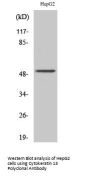Cytokeratin 13 Antibody