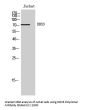DDX3 Antibody
