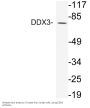 DDX3 Antibody