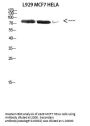 DDX3 Antibody