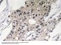 Defensin α1 Antibody