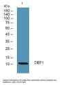 Defensin α1 Antibody