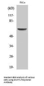 EAAT1 Antibody