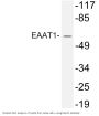 EAAT1 Antibody