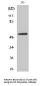 EAAT3 Antibody