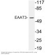EAAT3 Antibody