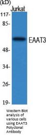 EAAT3 Antibody
