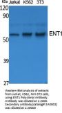 ENT1 Antibody