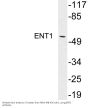 ENT1 Antibody