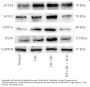 Fatty Acid Synthase Antibody