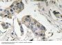 CD15 Antibody