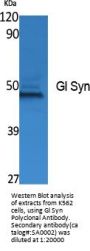 Gl Syn Antibody