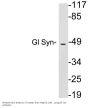 Gl Syn Antibody
