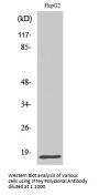 IFN-γ Antibody