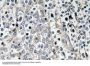 Laminin-R Antibody