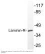 Laminin-R Antibody